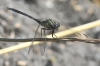 J15B0359 Orthetrum trinacria male